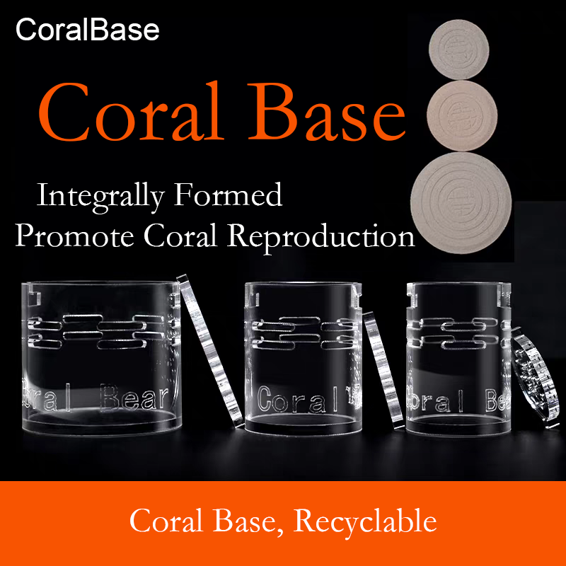 Coral pedestal
